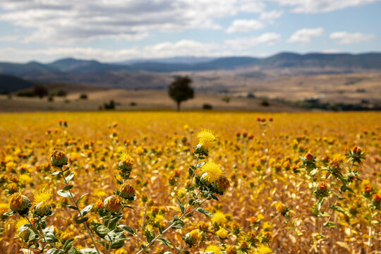 Blooming Carthamus tinctorius (false saffron). Safflower has begun to bloom in vivid color. Natural fresh green background with beautiful buds of Safflowers. Space for your text. False saffron flowers