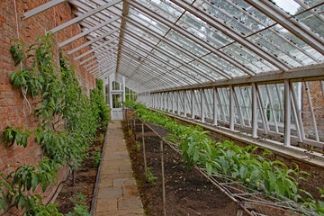 Inside an old greenhouse with an abundance of plants growing