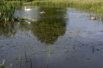 Killynether Forest Walk & Views - Northern Ireland
