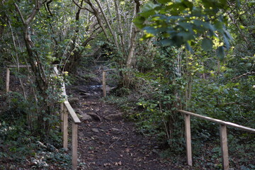 Killynether Forest Walk & Views - Northern Ireland