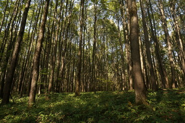 Wonderful summer forest in the park