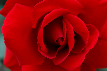 Background texture. Red rose close up