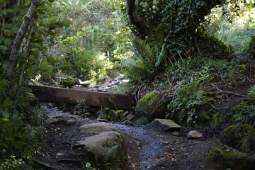 Killynether Forest Walk & Views - Northern Ireland