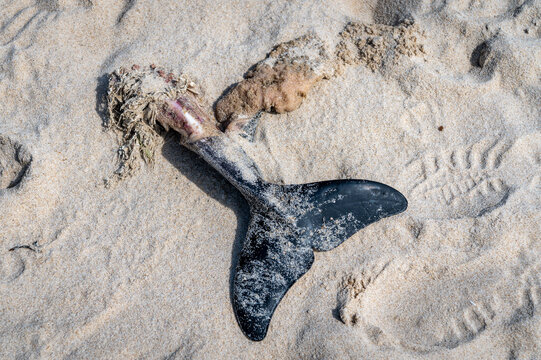 Fluke Gemeiner Schweinswal Strand Nordsee Sylt