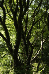 Killynether Forest Walk & Views - Northern Ireland