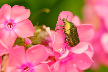 The bronze beetle sits on the colors of the pink flox on a sunny summer day. Macro photography.