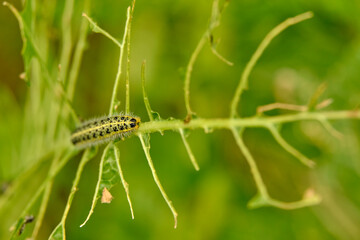 Yellow-green shaggy with black dots caterpillar destroys fresh foliage. Pests threaten the garden site.