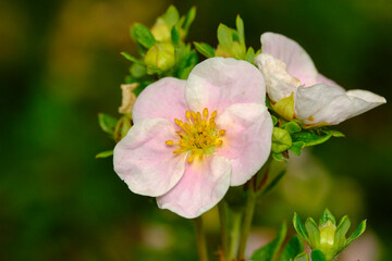 Flowers pink cinquefoil in the summer sunlight in the garden. - obrazy, fototapety, plakaty