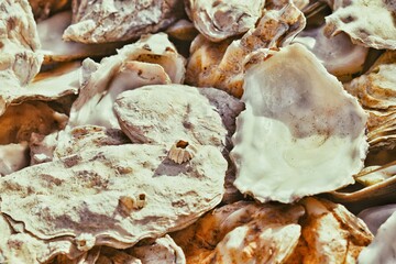close up of seashells