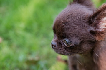 Portrait of a small brown chihuahua puppy against a grass background.