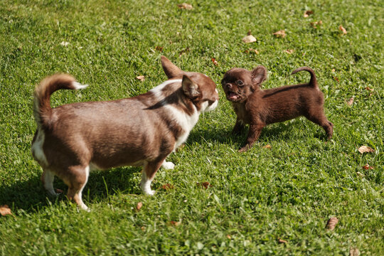 An adult Chihuahua dog snarls at his puppy. Education.