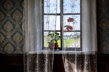 still life with a flower on the window and white curtains in the sunlight