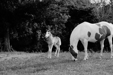 Obraz na płótnie Canvas Foal with paint horse mare in black and white, copy space on background.