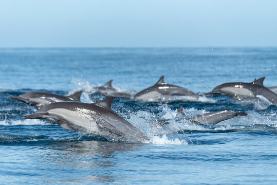 A group of Common Dolphins swimming near Esp&radic;&ne;ritu Santo Island.
