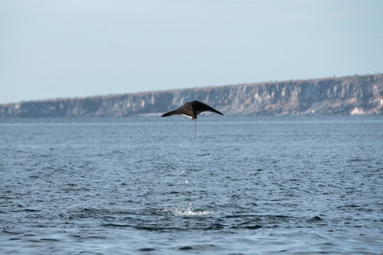 A Mobula Manta Ray jumping out of the water at Esp&radic;&ne;ritu Santo Island.