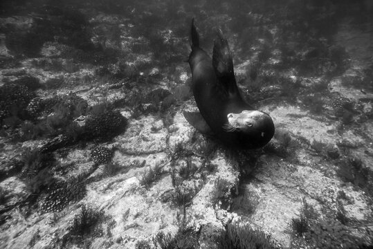 A sea lion swimming underwater at Esp&radic;&ne;ritu Santo Island in Baja.