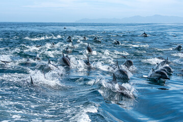 A large group of Common Dolphin swimming near Espiritu Santo Island.