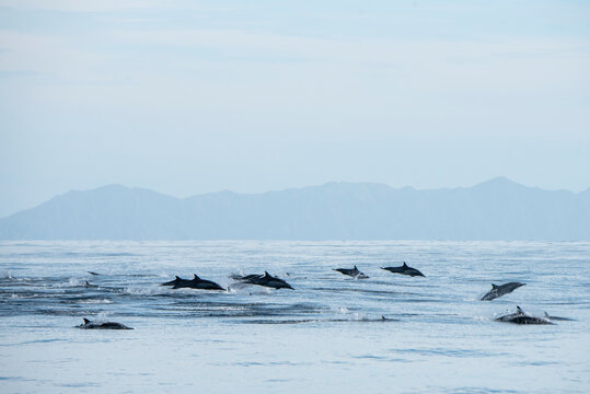 A group of common dolphins jumping near Esp&radic;&ne;ritu Santo Island.