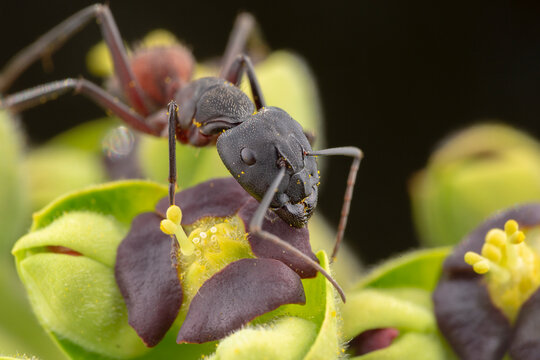 Big camponotus cruentatus ant posing in a green plant