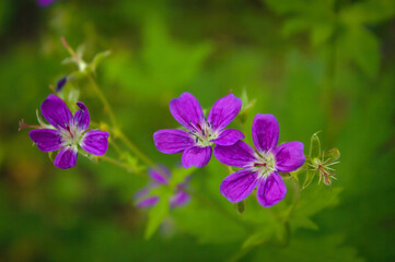 Fototapeta premium Wood cranesbill, woodland geranium, Geranium sylvaticum. Forest geranium close up.