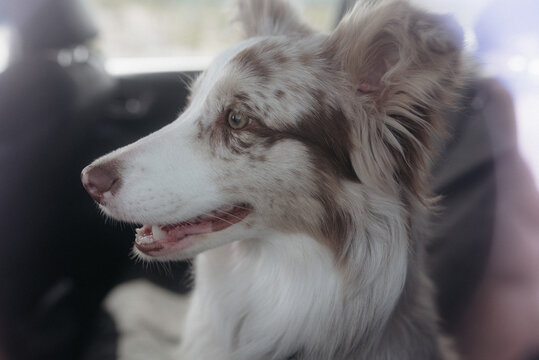 Red Merel Border Collie Leia