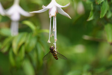 Marmalade hoverfly (Episyrphus balteatus), family Syrphidae on the pistil and stamens of a flower...