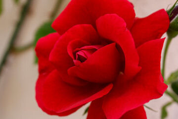 Red flower rose close up