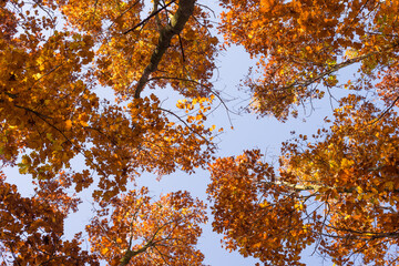 Up view of a golden autumn oak trees against clear blue sky