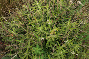 Gardening. Closeup view of Euphorbia ceratocarpa, also known as Horned Spurge, beautiful green leaves, growing in the garden. 