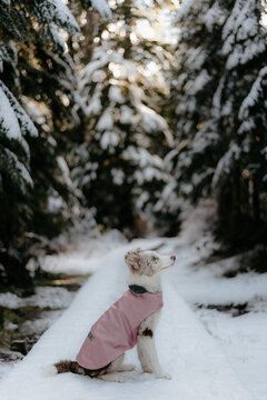Border Collie puppy with snow jacket