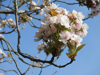 Young flowers and buds on the tree of pink color