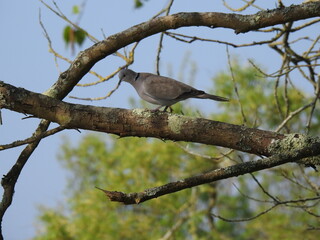 Pigeon on a branch