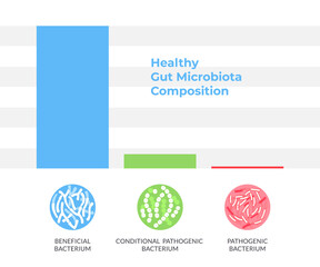 Healthy Gut Microbiota Composition Infographics. Vector  illustration on white background.