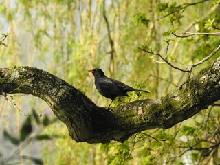 Black bird with an orange beak on a thick branch