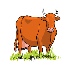 Cow on the field. Vector hand drawn illustration on white background.