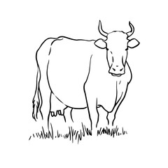 Cow on the field. Vector hand drawn illustration on white background.