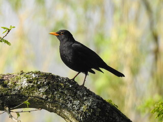 Black bird with an orange beak on a thick branch