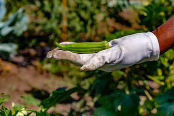 Hand in garden glove displays freshly picked okra