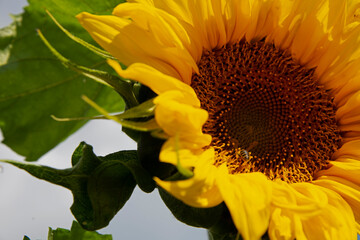 Naklejka premium Sunflower against the blue sky and clouds