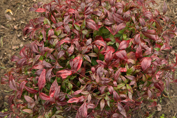 Ornamental shrub. Closeup view of Nandina domestica Fire Power, also known as Heavenly bamboo,...