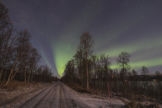 northern lights in forest in Norway