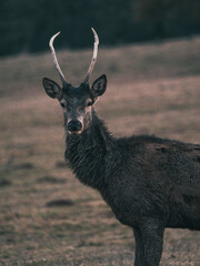 Reh - Teutoburgerwald