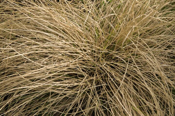 Natural texture and pattern. Grasses. Closeup view of Pennisetum villosum grass, also known as Feathertop grass, growing in the field. 