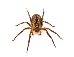 Mediterranean spiny false wolf spider isolated on white background, Zoropsis spinimana