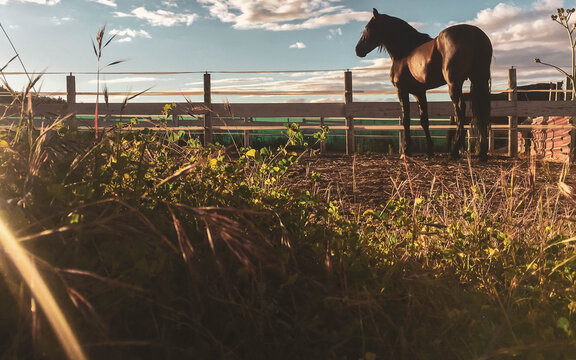 brown horse on farm looking at horizon with sunset