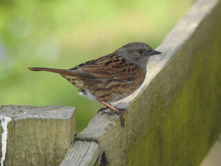 Little bird on a wooden fence