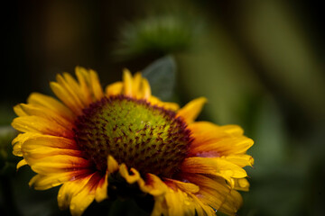macro of yellow flower 