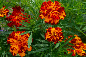 Obraz na płótnie Canvas Orange flowers of Tagétes on a green background