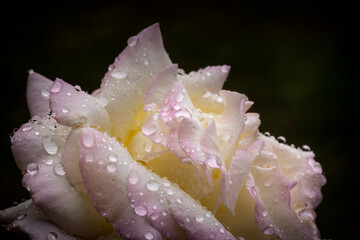 Macro of wet blush rose