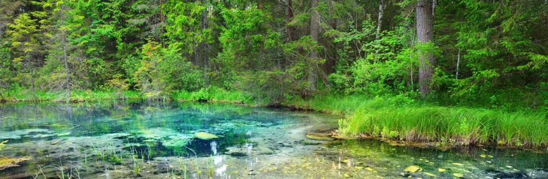 Crystal clear blue forest lake and spring, reflections on the water, evergreen trees close-up. Breathtaking panoramic view. Endla nature reserve, Estonia. Eco tourism, travel destinations, environment